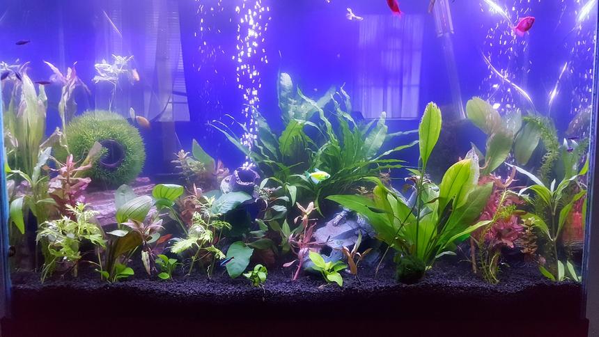 Rated #38: 45 Gallons Planted Tank - Just a quick pic