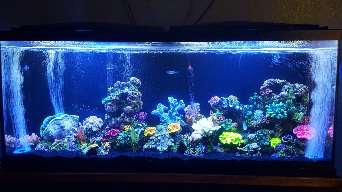 55 gallons freshwater fish tank (mostly fish and non-living decorations) - My lil project :)
