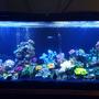 55 gallons freshwater fish tank (mostly fish and non-living decorations) - My lil project :)