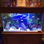 75 gallons freshwater fish tank (mostly fish and non-living decorations) - Malawi tank, plum slate , some fake plants, small bit of driftwood.