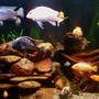 92 gallons freshwater fish tank (mostly fish and non-living decorations) - A new pic