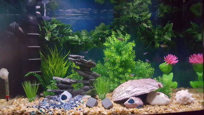 30 gallons freshwater fish tank (mostly fish and non-living decorations) - Just set up this tank after thanksgiving 2015. 30 Gallon Tank 1 betta 4 mollies 5 red eye tetras 7 ghost shrimp 9 neon tetras