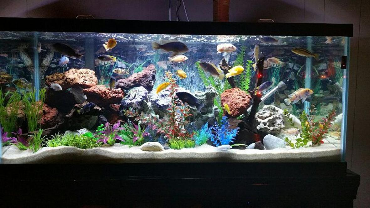 75 gallons freshwater fish tank (mostly fish and non-living decorations) - 75 gallon mixed African cichlid tank containing about 30 fish and some fry.