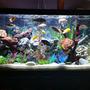 75 gallons freshwater fish tank (mostly fish and non-living decorations) - 75 gallon mixed African cichlid tank containing about 30 fish and some fry.