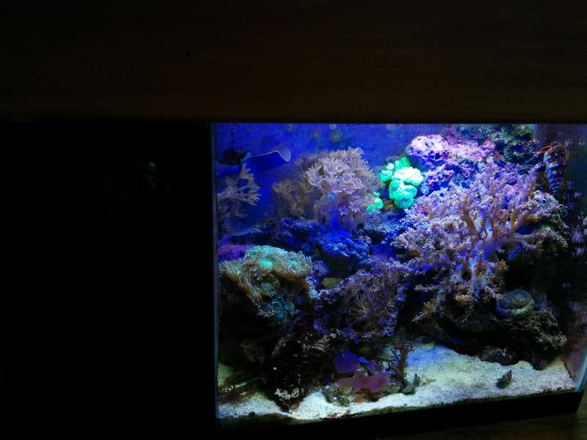 5 gallons reef tank (mostly live coral and fish) - This is my 5.5 gallon tank with built in refugium and custom made canopy.