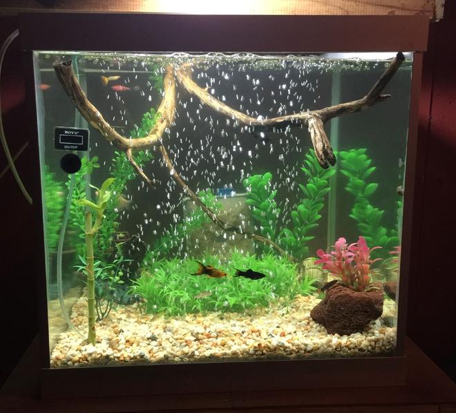 50 gallons planted tank (mostly live plants and fish) - Community Tank - Water Bamboo,Natural River Sand & Gravel, River Drift Wood,Platinum Gourami, Mollies, Platies, Goppies, Bala Shark, Rainbow Shark.