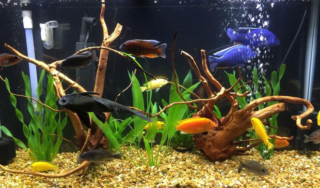 40 gallons freshwater fish tank (mostly fish and non-living decorations) - Cichlid tank, the pair of Red Zebra\\\'s have produced fry twice.  The first set of fry counted over 55  There is also a pair of electric yellows that have produced fry three times.  I strip the fry and let them grow in a 10 gallon aquarium. I then take them down to my favorite pet store and donate them.   I figure it\\\'s just a hobby and it helps keep the local small business in business.