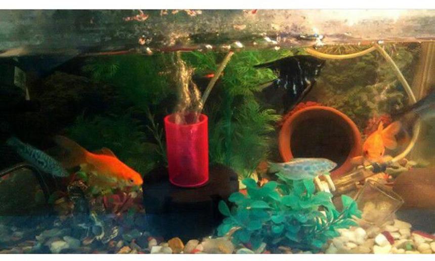 Rated #110: 15 Gallons Freshwater Fish Tank - My beautiful tank