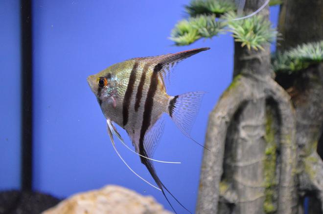 freshwater fish stocking in 33 gallons tank - Scalare Angel