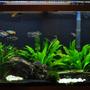 55 gallons planted tank (mostly live plants and fish) - My Work In Progress