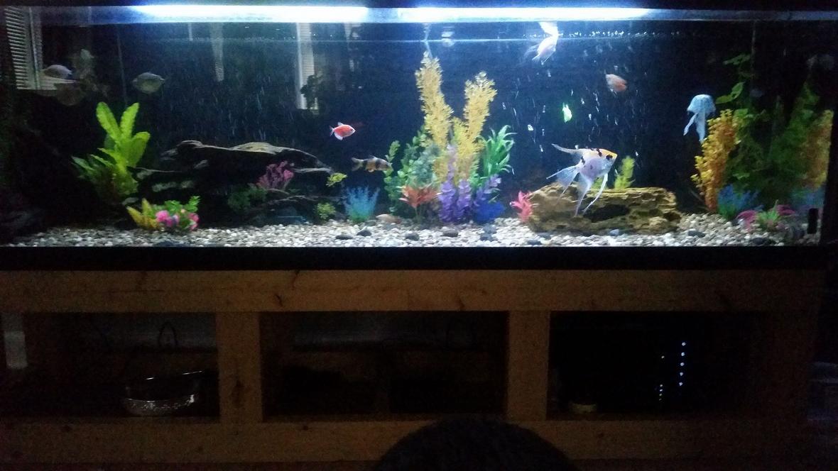 125 gallons freshwater fish tank (mostly fish and non-living decorations) - 125 gallon, 3 platy 2 longfin zebra danio, 2 hatchets,3 silver dollar,2 glow tetra 3 clown loaches, swordtail, angel, black ghost knife fish