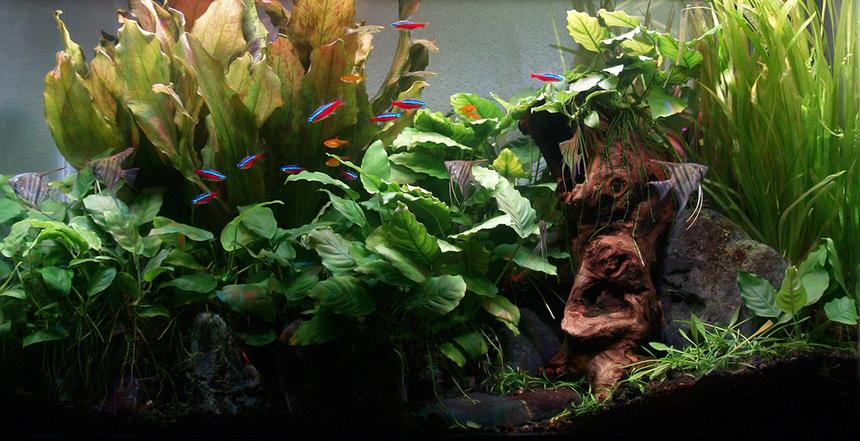 Rated #10: 29 Gallons Planted Tank - Tank up 3 years since November 2012. 10 Cardinals & 7 Ember Tetras are original residents. 5 Angels new & will be transferred to new larger tank being setup. Goldring
Danios introduced Dec 14  and Celestial Pearl Danios introduced Jan 2015. Plants are all from original setup, except some of the Crypto Parva. Anubias all propagated from 2 original plants. I harvest and supply all my friends with Anubias and Jungle Vals quite frequently and have harvested 4 plants from the one echinodorus.