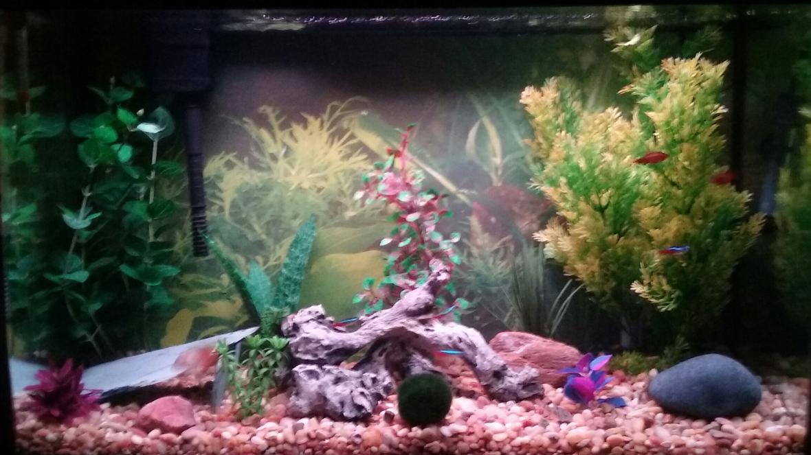 29 gallons freshwater fish tank (mostly fish and non-living decorations) - None