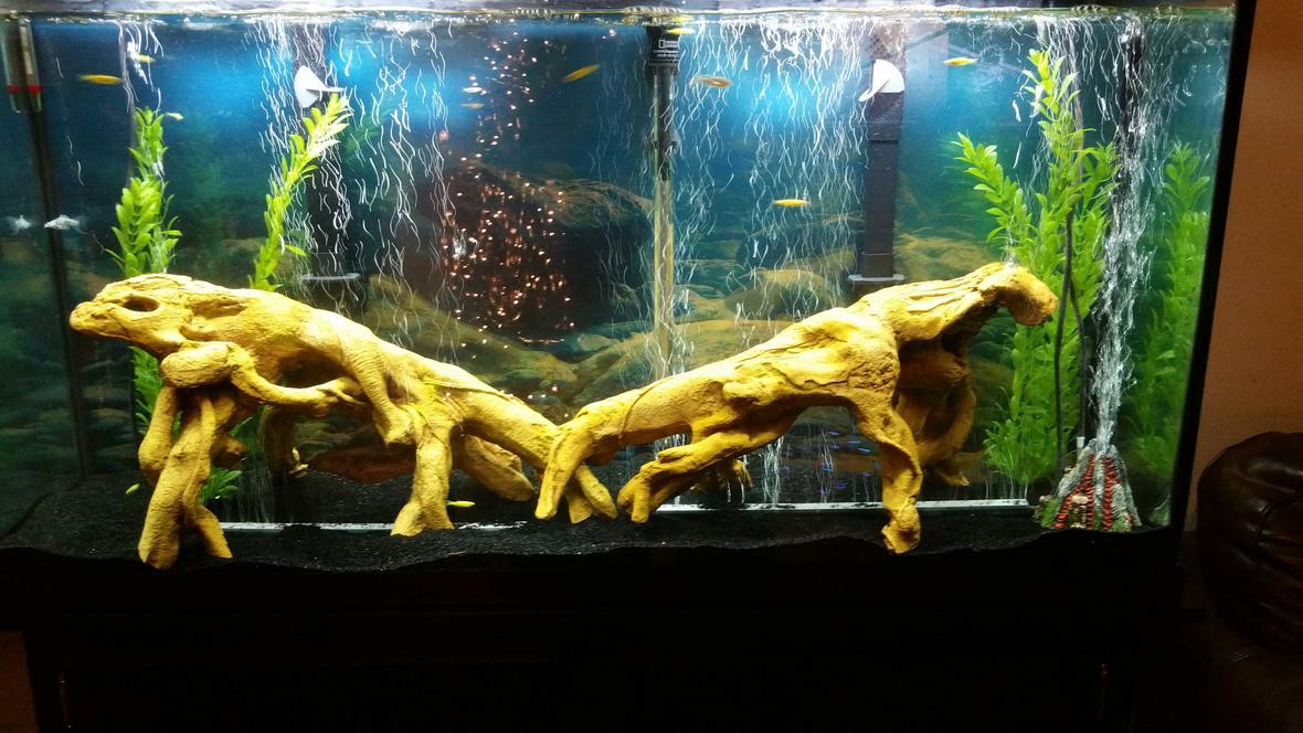 60 gallons freshwater fish tank (mostly fish and non-living decorations) - Newly set up 60 gal