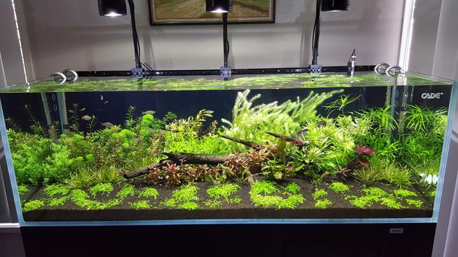 120 gallons planted tank (mostly live plants and fish) - CADE 1500 Semi Dutch Planted Aquarium