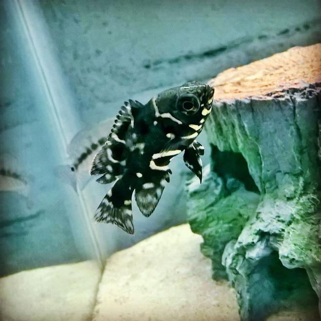 freshwater fish stocking in 125 gallons tank - Baby Tiger Oscar