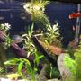 fish tank picture - The same tank but a new aquascape
