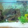 15 gallons freshwater fish tank (mostly fish and non-living decorations) - New tank