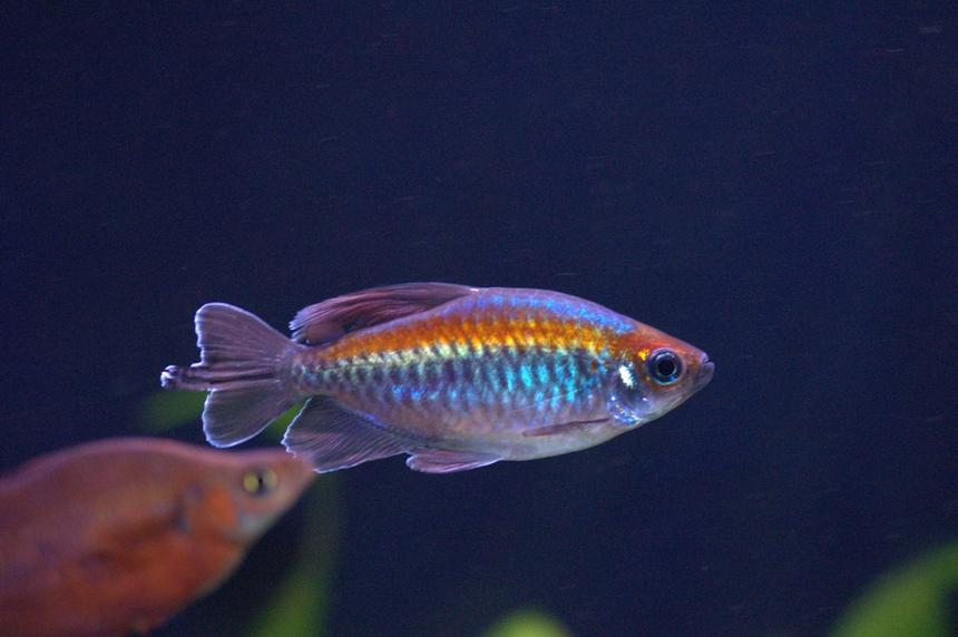 Rated #13: Freshwater Fish Stocking In 55 Gallons Tank - Medium Congo Tetra. No Flash