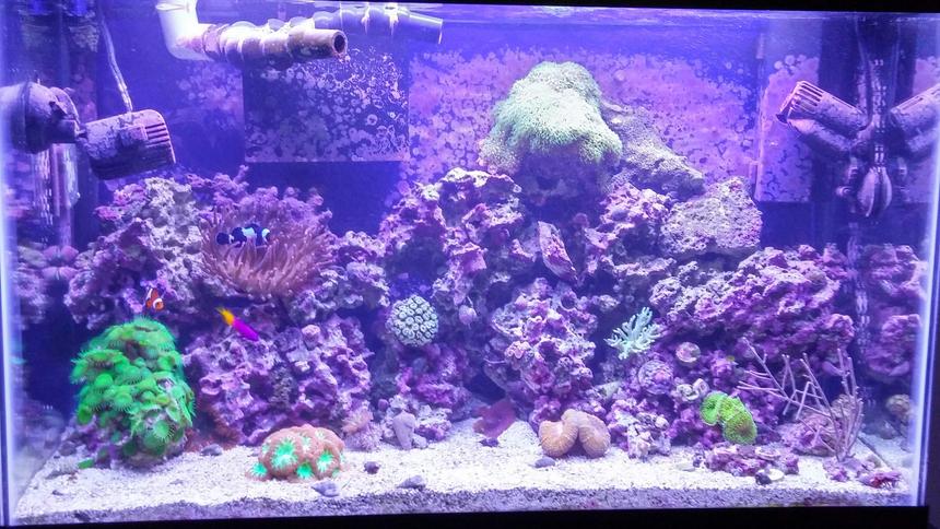 Rated #8: 29 Gallons Reef Tank - Reef tank