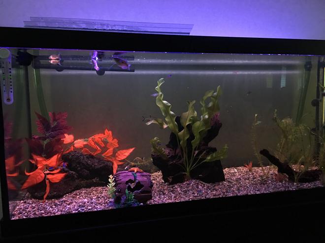 75 gallons freshwater fish tank (mostly fish and non-living decorations) - Week two or three of my first 75 gallon tank