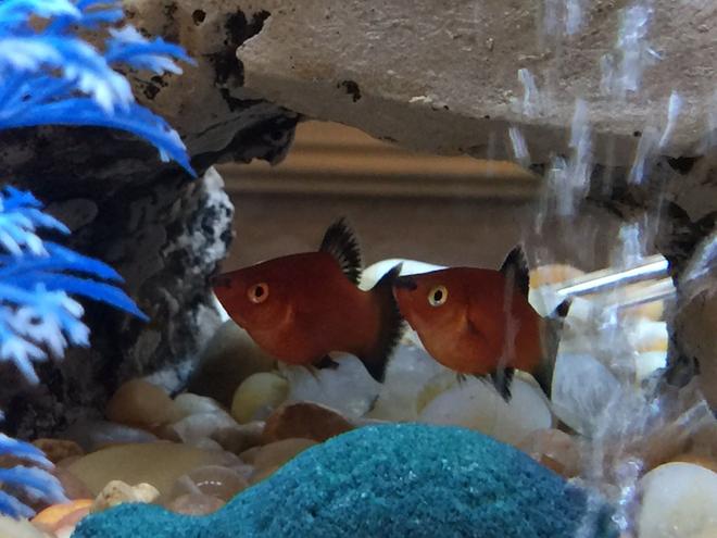 freshwater fish stocking in 36 gallons tank - In a cave