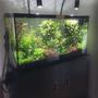 fish tank picture - 60 Gallon Planted Community Fish with Stand