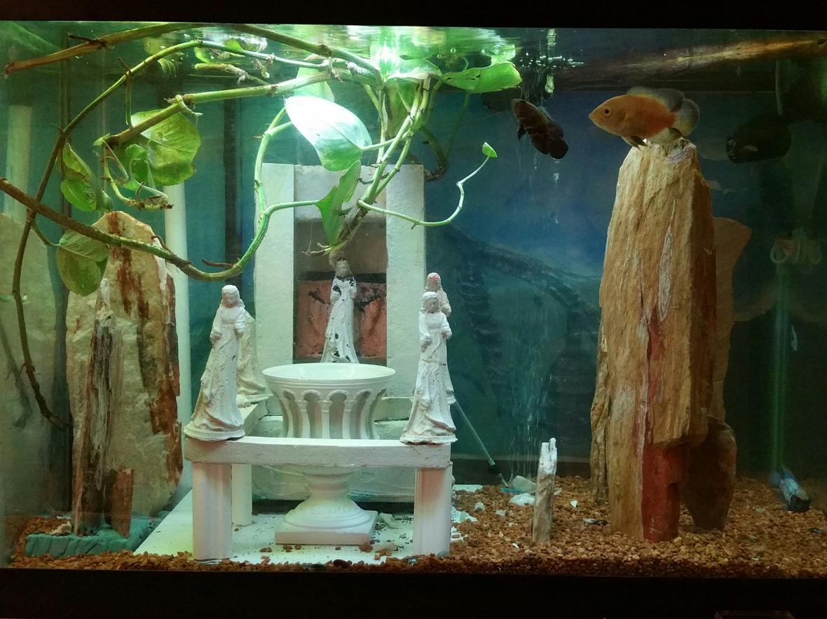 55 gallons freshwater fish tank (mostly fish and non-living decorations) - Freshwater 55 gal handmade decorations mount olympus decorated theme live vines plants co2 and sandfall tower