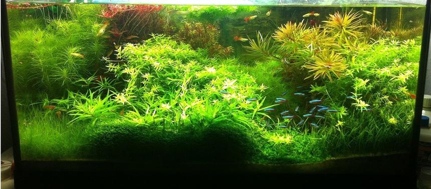 Rated #3: Planted Tank - -