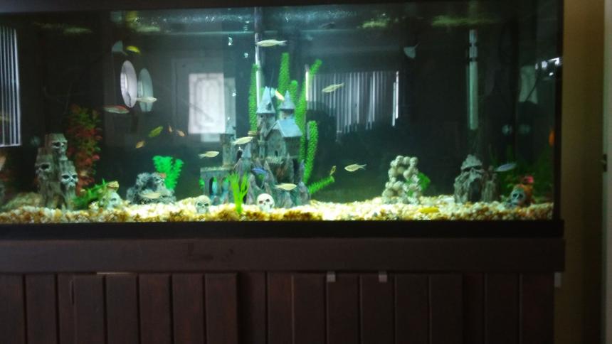 Rated #51: 125 Gallons Freshwater Fish Tank - Assorted african cichlids