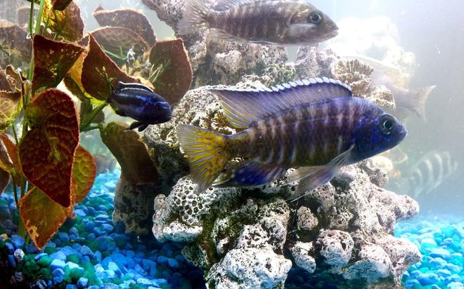 freshwater fish stocking in 50 gallons tank - Nagara Flametail