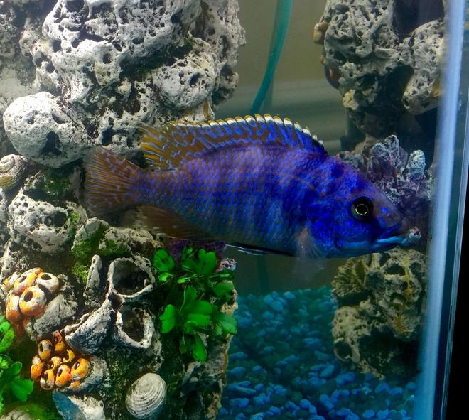 freshwater fish stocking in 50 gallons tank - Malawi Hap