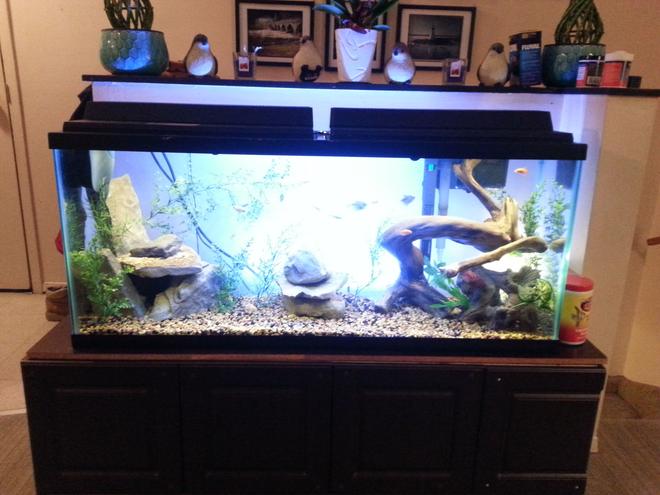 50 gallons freshwater fish tank (mostly fish and non-living decorations) - 50 gallon fresh water tank with natural look