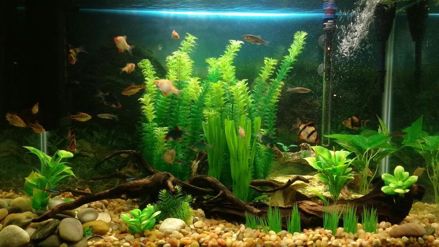 Rated #21: 66 Gallons Freshwater Fish Tank - My 66 Gallon tank, gonna be working on real plants soon