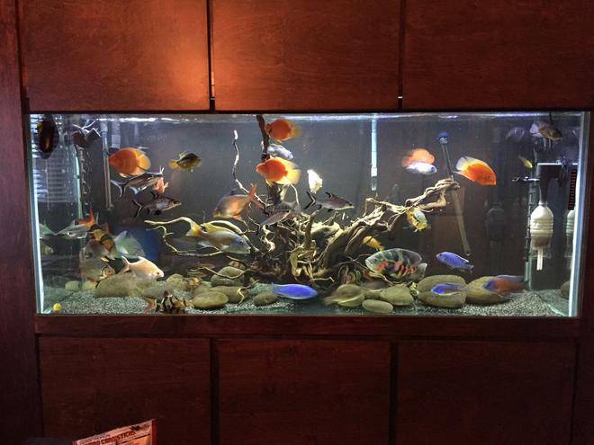 220 gallons freshwater fish tank (mostly fish and non-living decorations) - Custom Wall Cabinet
220 Gallon 72Lx30Hx22W
Hardscape
50 Fish
LED