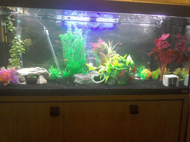 55 gallons freshwater fish tank (mostly fish and non-living decorations) - A few shots of my 4 ft fluval Roma.