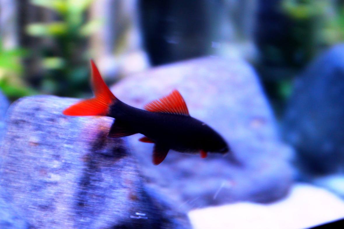 freshwater fish stocking in 52 gallons tank - The Rainbow Shark