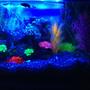 23 gallons freshwater fish tank (mostly fish and non-living decorations) - Blue led