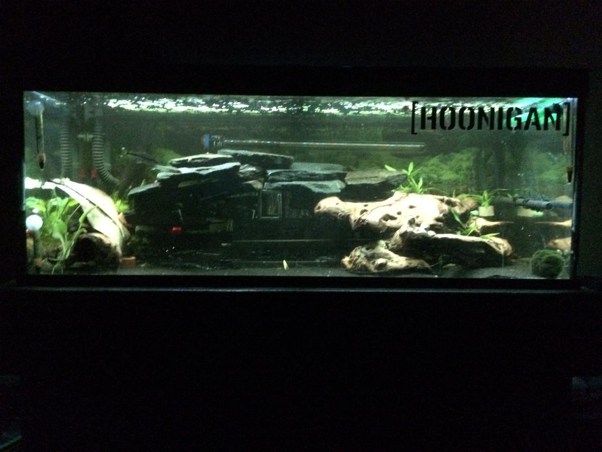 42 gallons freshwater fish tank (mostly fish and non-living decorations) - Zebra Pleco (L046) setup