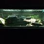 42 gallons freshwater fish tank (mostly fish and non-living decorations) - Zebra Pleco (L046) setup