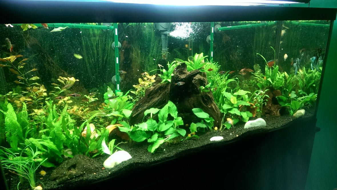 fish tank picture - My tanks 75 gal low tech
