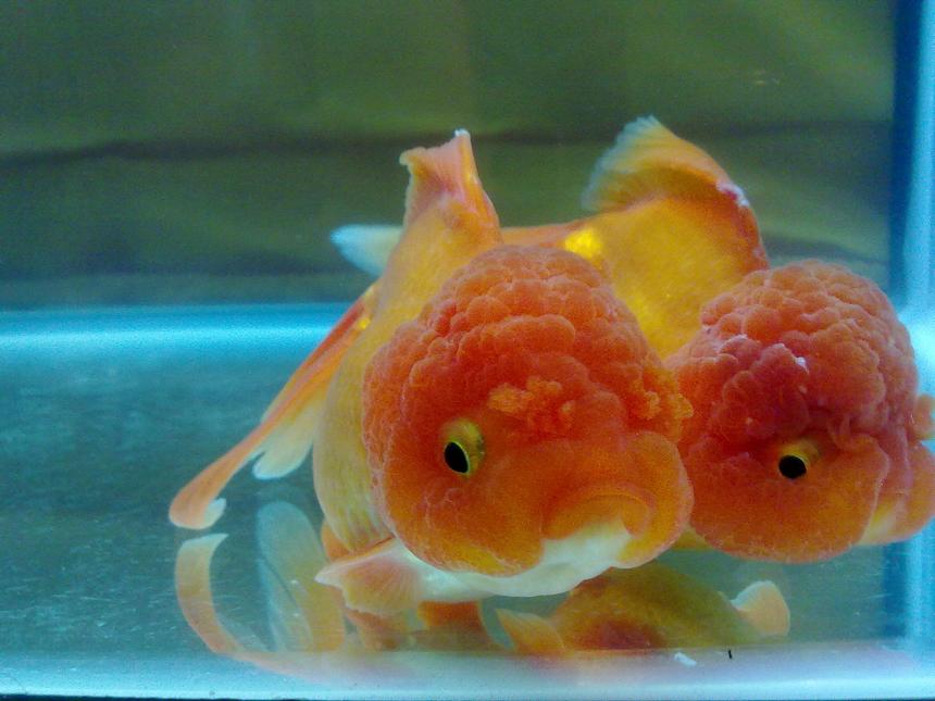 Rated #27: Freshwater Fish Stocking In 30 Gallons Tank - Oranda Goldfish with True Lionhead
