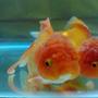 freshwater fish stocking in 30 gallons tank - Oranda Goldfish with True Lionhead