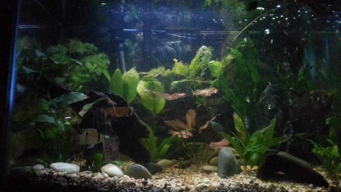 29 gallons planted tank (mostly live plants and fish) - 29 gallon