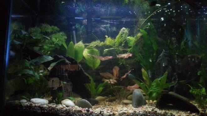 29 gallons planted tank (mostly live plants and fish) - 29 gallon