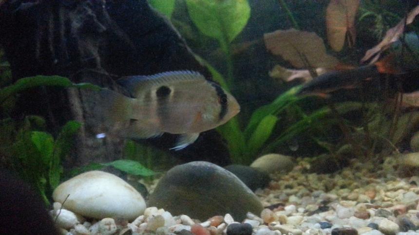 Rated #22: Freshwater Fish Stocking In 29 Gallons Tank - Keyhole Cichlid and rainbow shark