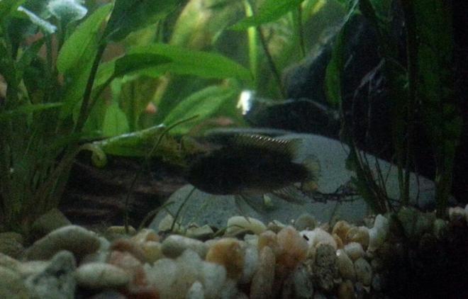 freshwater fish stocking in 29 gallons tank - Apisto Agassizi