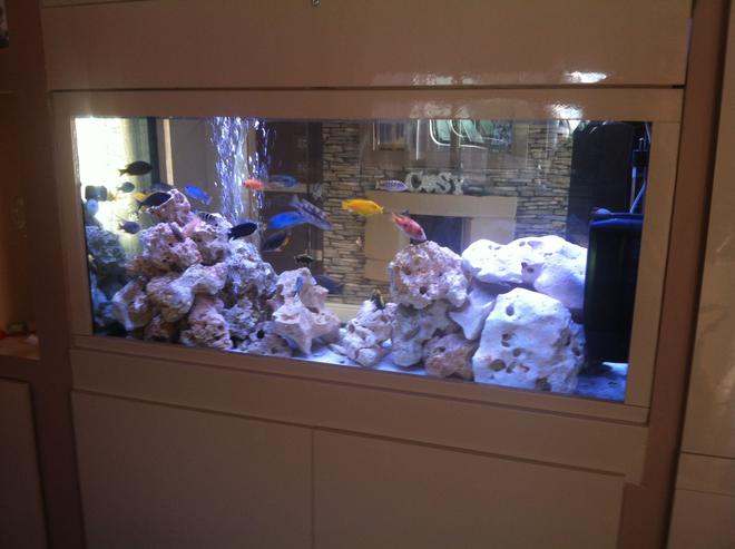 70 gallons freshwater fish tank (mostly fish and non-living decorations) - cichlid tank