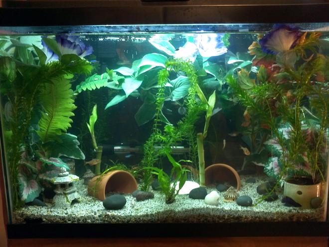 20 gallons freshwater fish tank (mostly fish and non-living decorations) - 20 gal freshwater community tank