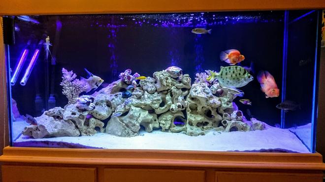 75 gallons freshwater fish tank (mostly fish and non-living decorations) - Scat
